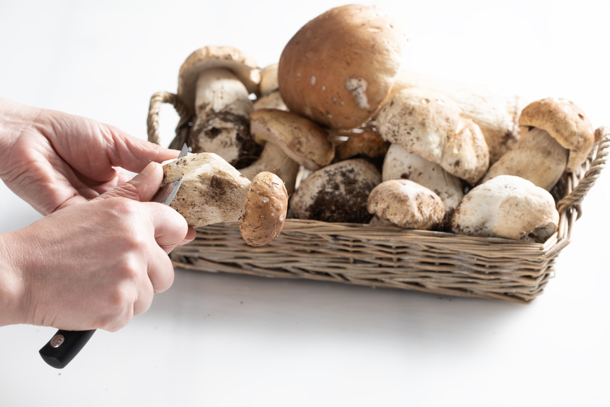 Comment nettoyer les cèpes